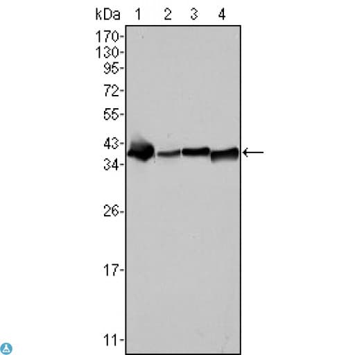 NPM1 / NPM / Nucleophosmin Antibody