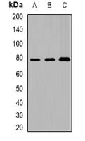 DACH / DACH1 Antibody