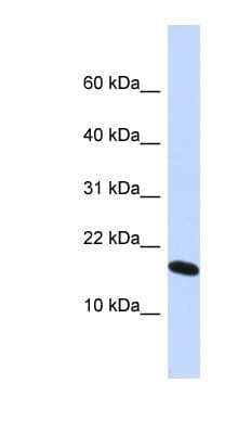 H2AFX / H2AX Antibody (N-Terminus)