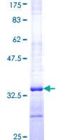 Human ELAVL4 / HuD Protein (Recombinant GST, N-terminus)