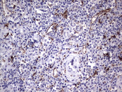 Nor-1 / NR4A3 Antibody (aa332-626, clone OTI2A6)