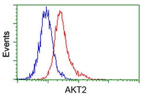 AKT2 Antibody (clone OTI4H7)