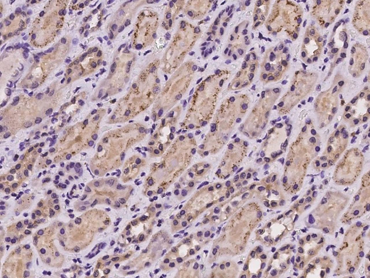PCDHGB3 Antibody