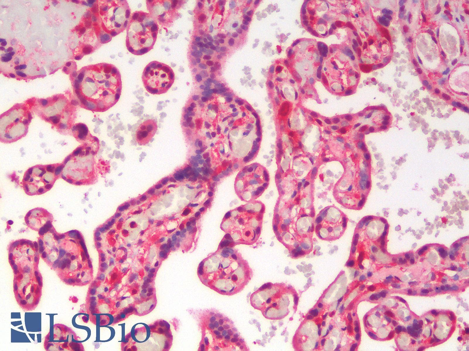 IHC-plus™ Polyclonal Rabbit anti-Human CD28 Antibody (IHC, IF, WB)
