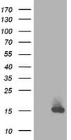 RBP1 / CRBP Antibody (clone 2.00E+01, Carrier-free)