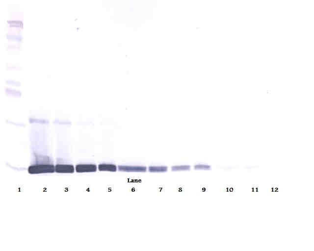 Leptin Antibody