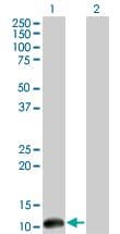 CSTF3 Antibody (clone 1D4)