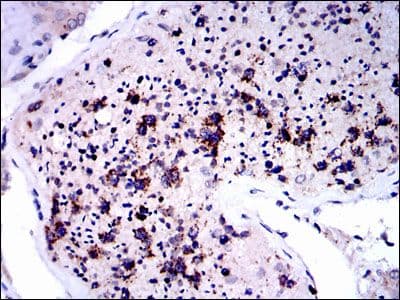 NQO1 Antibody (clone 4D12)
