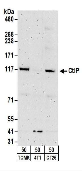 RBBP8 / CTIP Antibody (aa850-C-term)