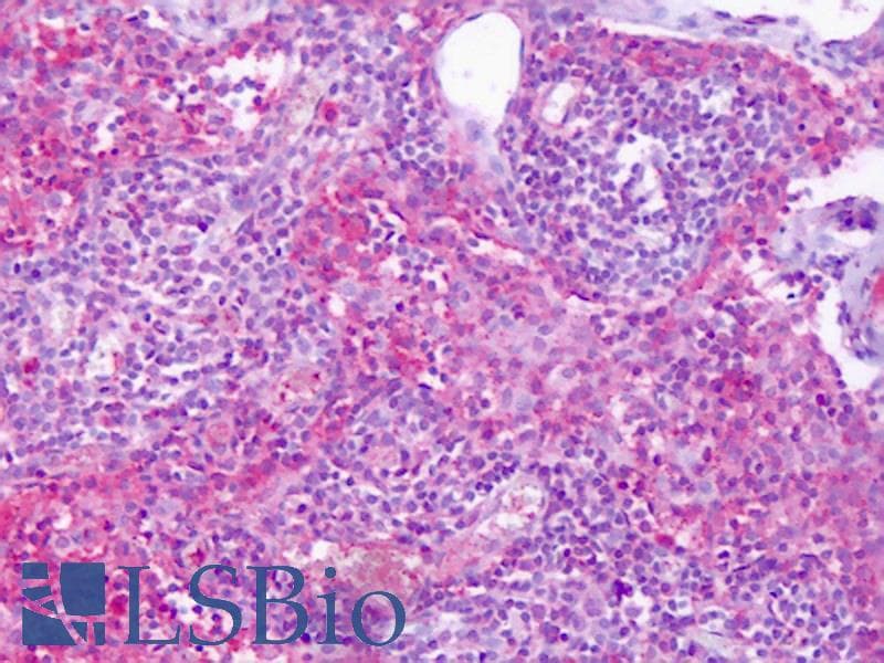 IHC-plus™ S1PR4 / SIP4 / EDG6 Antibody (Cytoplasmic Domain)