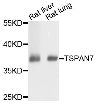 TSPAN7 / CD231 Antibody
