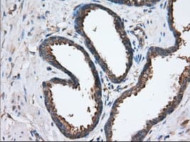 SNX9 / WISP Antibody (clone OTI2E1)