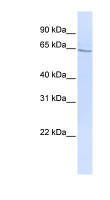 GLP2R Antibody (N-Terminus)