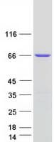 Human CXorf49 Protein (Recombinant Myc-DDK (Flag))