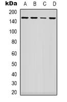 ARHGAP23 Antibody (Internal)