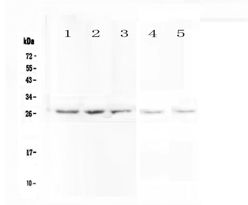 VAPB Antibody