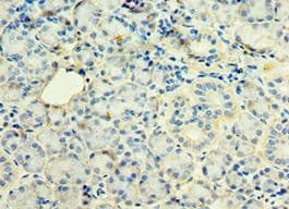 STX12 / Syntaxin 12 Antibody (aa1-250)