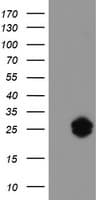 JCHAIN / Ig J Chain Antibody (clone 3H7, Carrier-free)