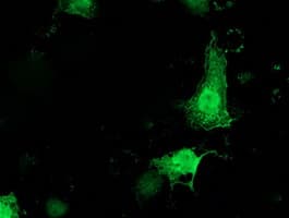 PNMT Antibody (clone OTI2G4)