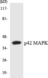 MAPK1 / ERK2 Antibody (aa123-172)