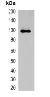 AmCyan Tag Antibody