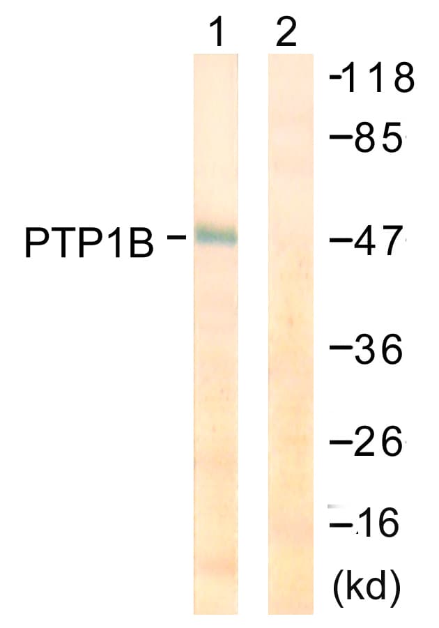 IHC-plus™ PTP1B Antibody (aa16-65)