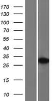 TCEA1 / TFIIS Protein (Over-Expression Lysate Myc-DDK (Flag))