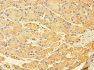 C12orf60 Antibody