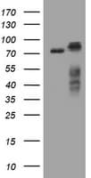 Monoclonal Mouse anti-Human RIPK1 / RIP Antibody (clone OTI2A8, WB)