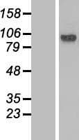 LCA5 Protein (Over-Expression Lysate Myc-DDK (Flag))