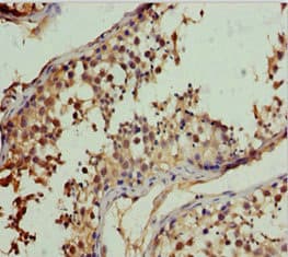 RFFL Antibody