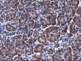 HMOX2 / Heme Oxygenase 2 Antibody (clone OTI1C2)