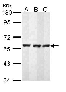 HSP70 / Heat Shock Protein 70 Antibody (aa308-569)