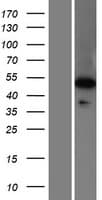 WDR41 Protein (Over-Expression Lysate Myc-DDK (Flag))