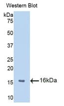 MIF Antibody (aa3-111)
