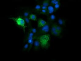 KLK8 / Kallikrein 8 Antibody (clone OTI5B4, Carrier-free)