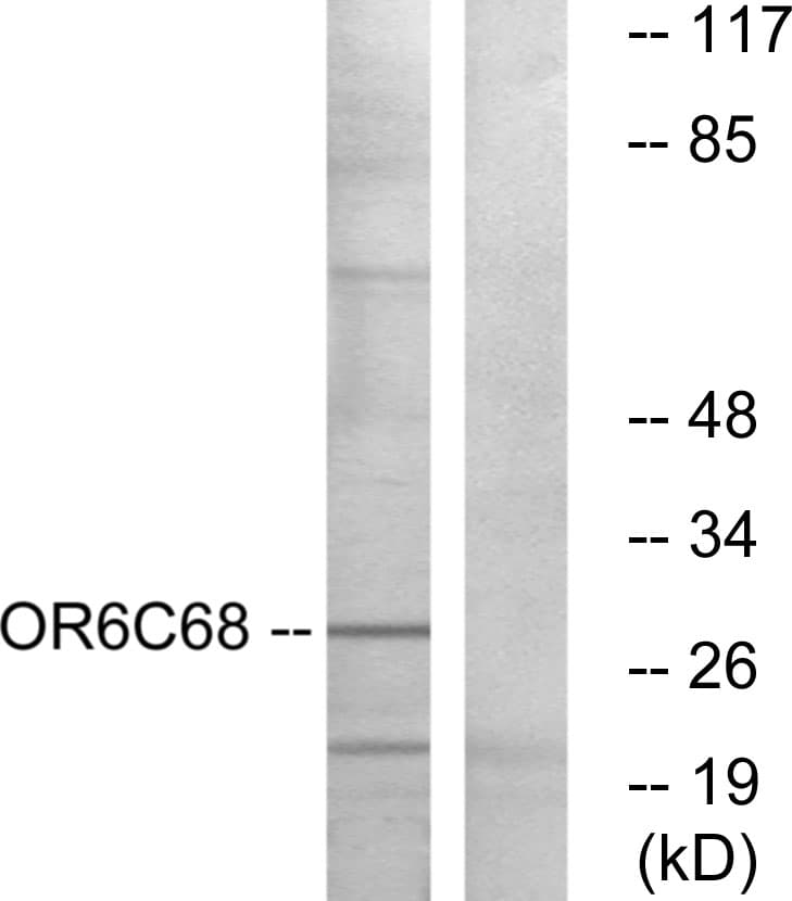 OR6C68 Antibody (aa261-310)