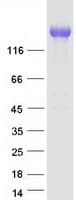 Human MRC2 / Endo180 Protein (Recombinant Myc-DDK (Flag))
