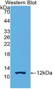 PKIG Antibody (aa1-76, Cy3)