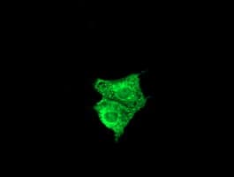 FATE1 Antibody (clone OTI6A11, Carrier-free)