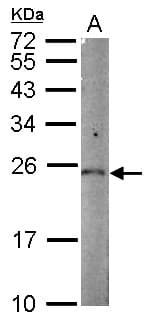 IHC-plus™ PGPEP1 Antibody