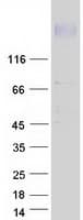 Human ATP2B2 / PMCA2 Protein (Recombinant Myc-DDK (Flag))