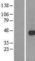 TMED8 Protein (Over-Expression Lysate Myc-DDK (Flag))