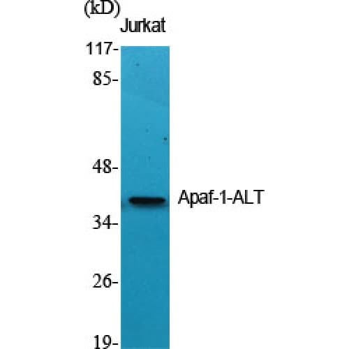 APIP Antibody (260-340 aa, C-terminal)