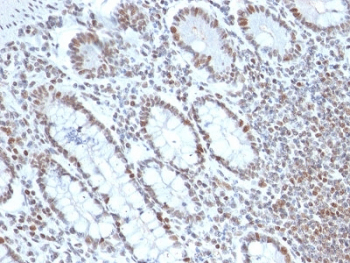 BMI1 / PCGF4 Antibody (clone BMI1/2690, Ready-to-Use)
