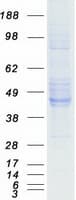 Human EFNB2 / Ephrin B2 Protein (Recombinant Myc-DDK (Flag))
