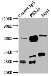Polyclonal Rabbit anti-Human PEX26 Antibody (IHC, WB)