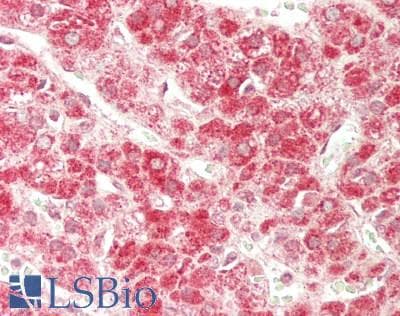 IHC-plus™ NFS1 Antibody