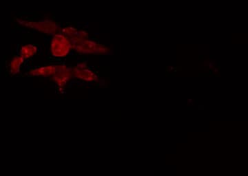 JMY Antibody