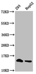 Polyclonal Rabbit anti-Human HIST1H2BN Antibody (WB)